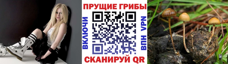 Псилоцибиновые грибы Psilocybine cubensis Хасавюрт